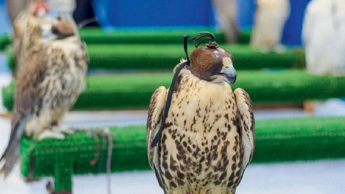 Qatari man held in Lahore with falcons