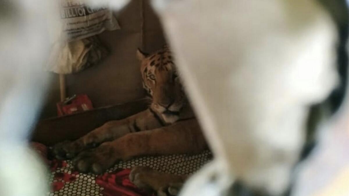 Kaziranga floods force tiger to take shelter inside house
