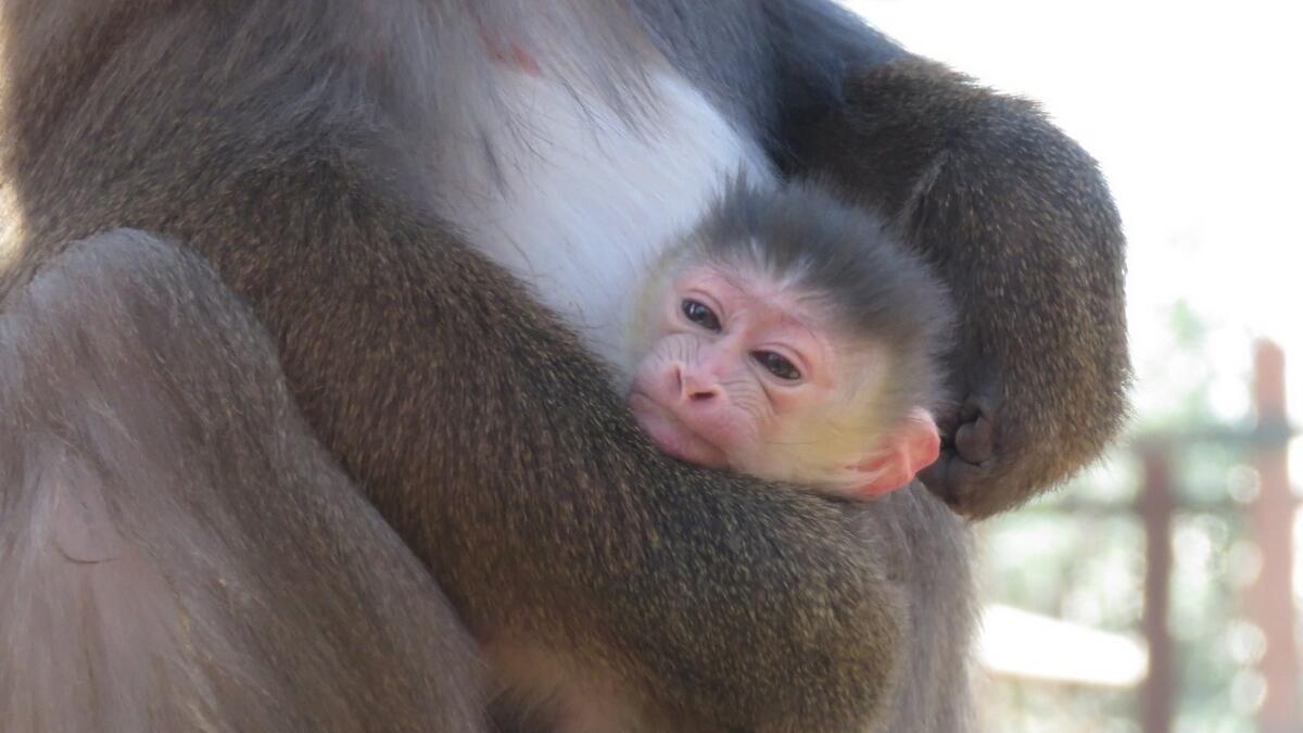 Capital zoo gets a newborn mandril boy and you can name him
