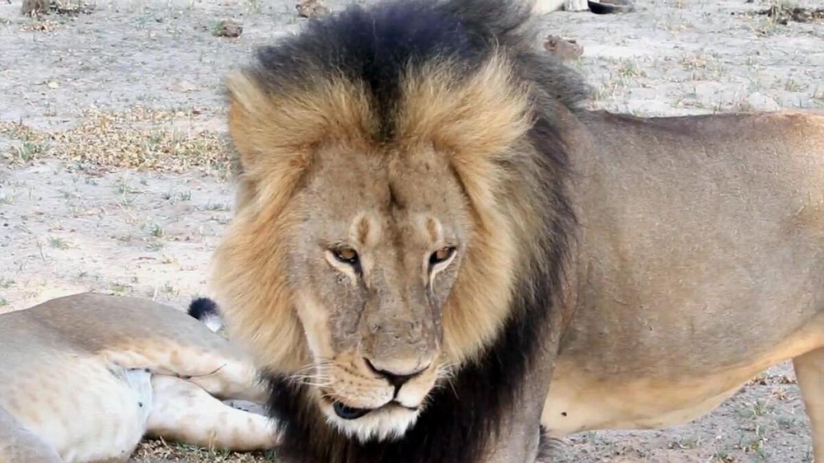 After Cecil row, US airlines ban shipment of hunting trophies