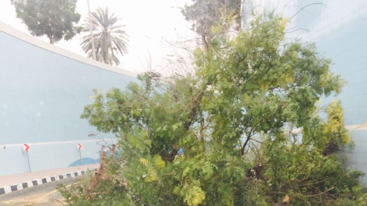 Trees get uprooted along Sheikh Zayed Road causing congestion. Photo by Saman Haziq