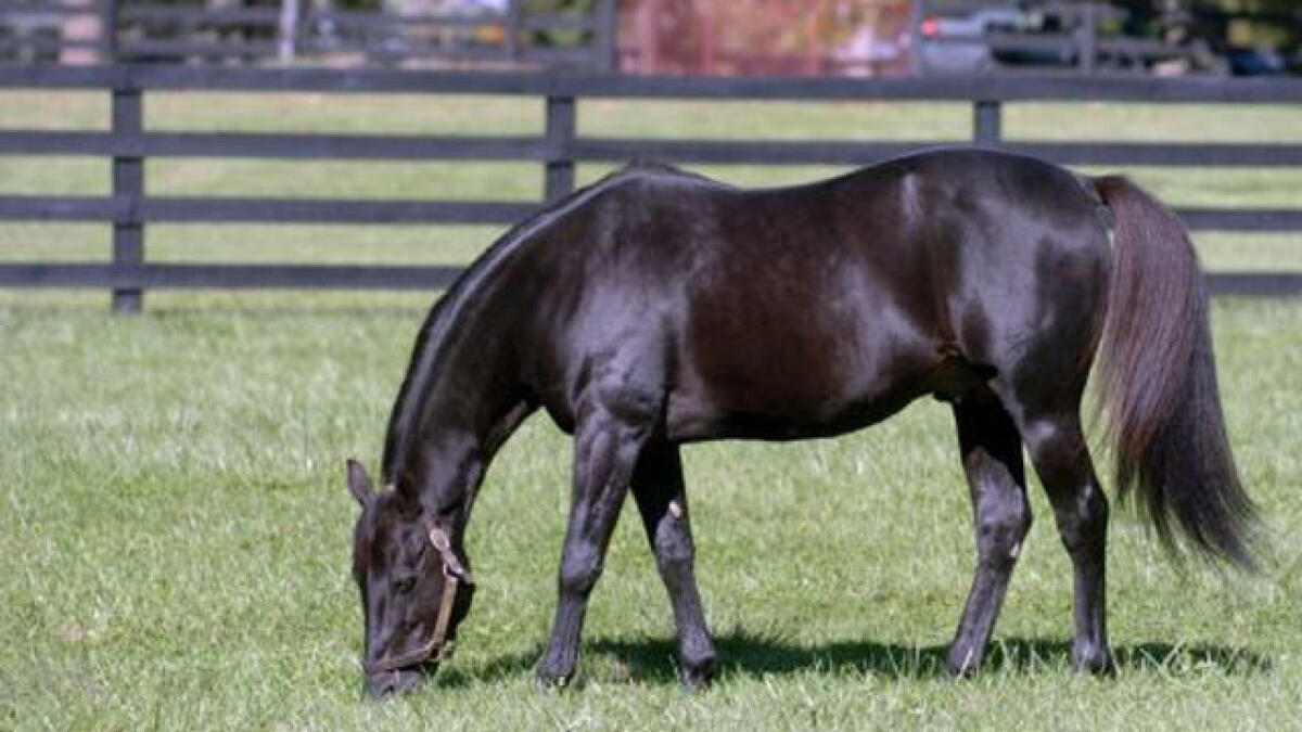 World’s fastest harness horse dies in Kentucky