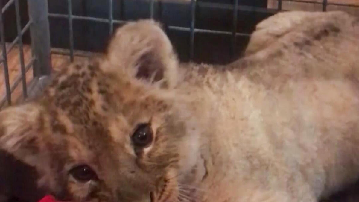 Lion cub rescued from Lamborghini on busy street