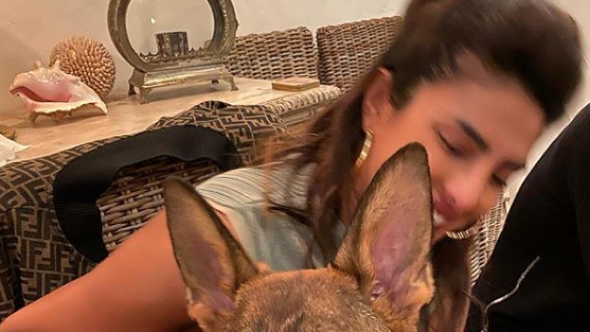 PC’s princessPriyanka Chopra Jonas adopted a puppy in 2016 and named her Diana. The Indian actress then introduced Diana to the world on Instagram. She goes with the Insta handle “diariesofdiana”, which currently has 220 posts, and has a fan following of over 149k.