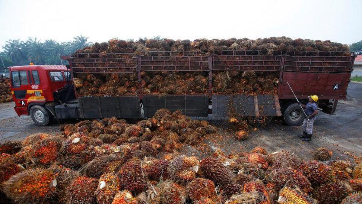Why palm oil prices are set to rise in 2019