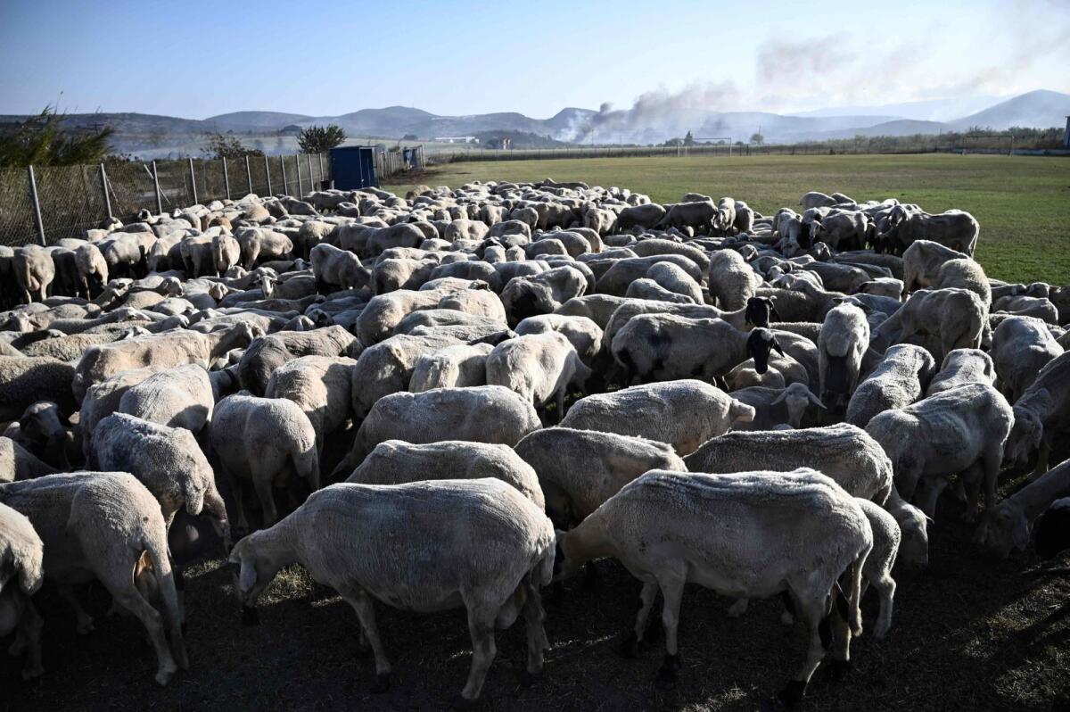Sheep are placed in a football field as wildfires destroyed local farms, near the industrial zone of the central Greek city of Volos on Thursday.  — AFP