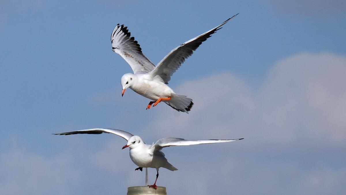 How long do they live: The lifespan of seagulls depends on the species. Most seagulls have a lifespan of 10 to 15 years in the wild.These birds have strong body, longish bills, elongated legs and webbed feet.