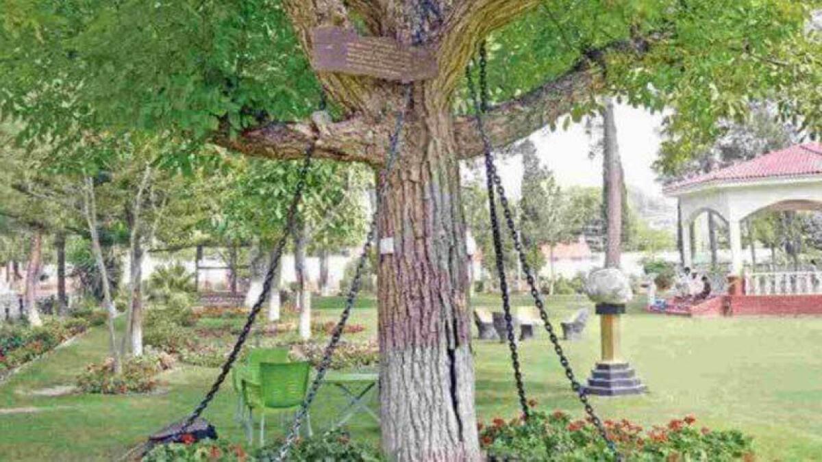 This banyan tree has been under arrest in Pakistan for 100 years