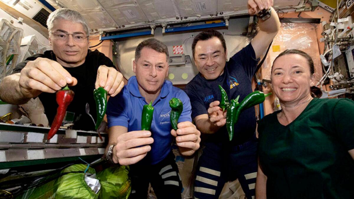 Astronauts pose with chile peppers grown aboard the International Space Station. — AP