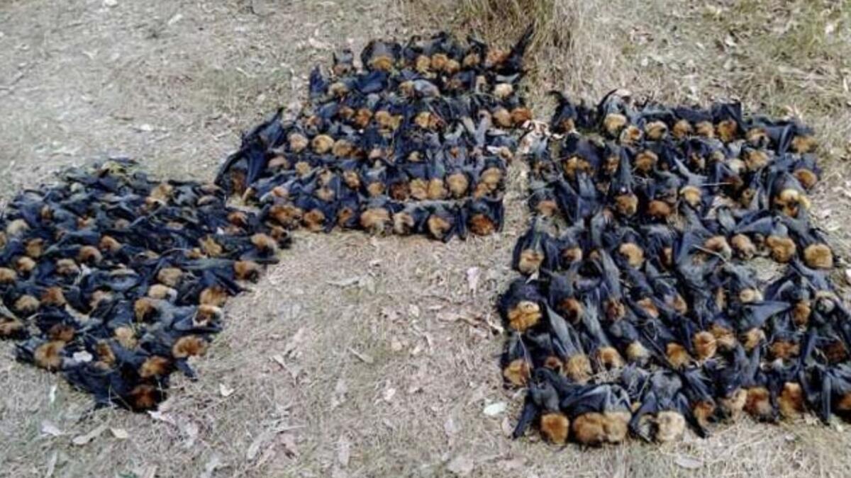 Hundreds of bats die after heat wave fried their brains  