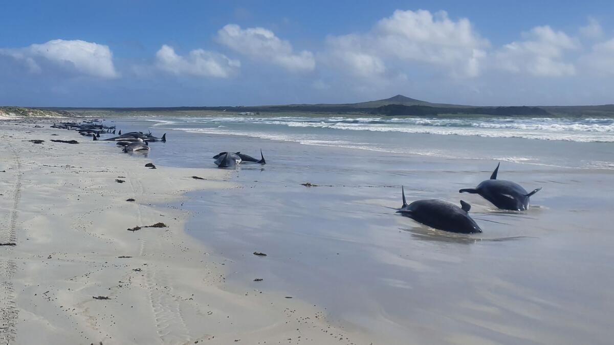 Nearly 100 dead pilot whales stranded on New Zealand's remote Chatham Islands, as of the marine mammals beached themselves over the weekend but rescue efforts were hampered by the area's isolated location. AFP