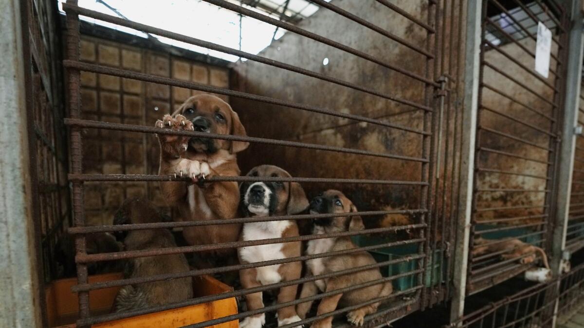 Dogs are seen in a cage at a dog farm in Pyeongtaek, South Korea. — AP
