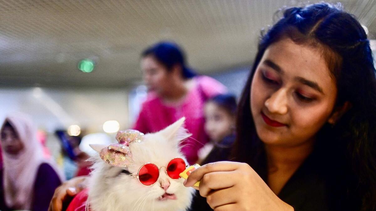 A participant prepares her pet cat during a cat show in Dhaka. — AFP