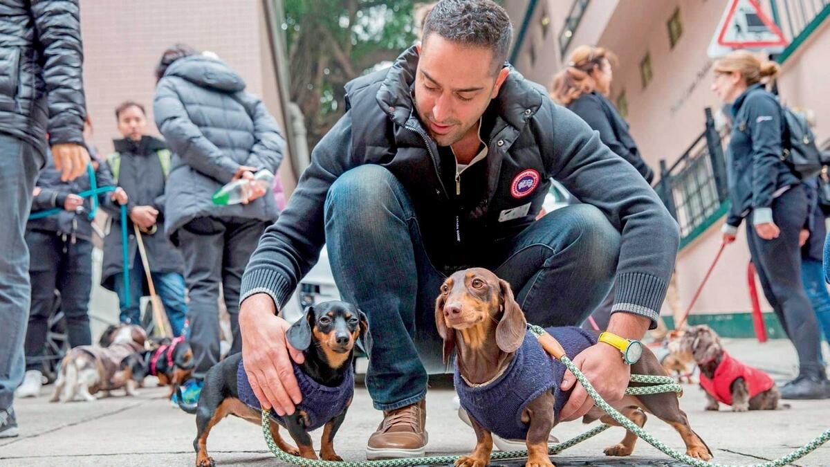 An owner  pats dachshunds while taking part in the ‘Sausage Walk’ in Hong Kong on Saturday. — AFP