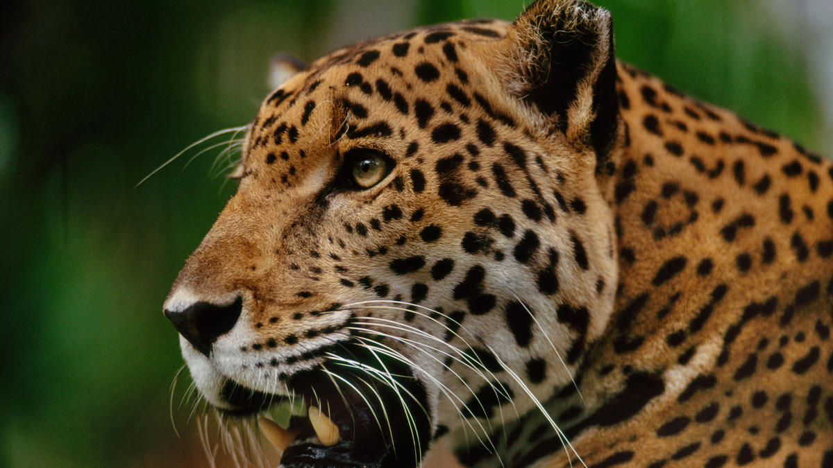 Two injured in jaguar attack at UAE zoo