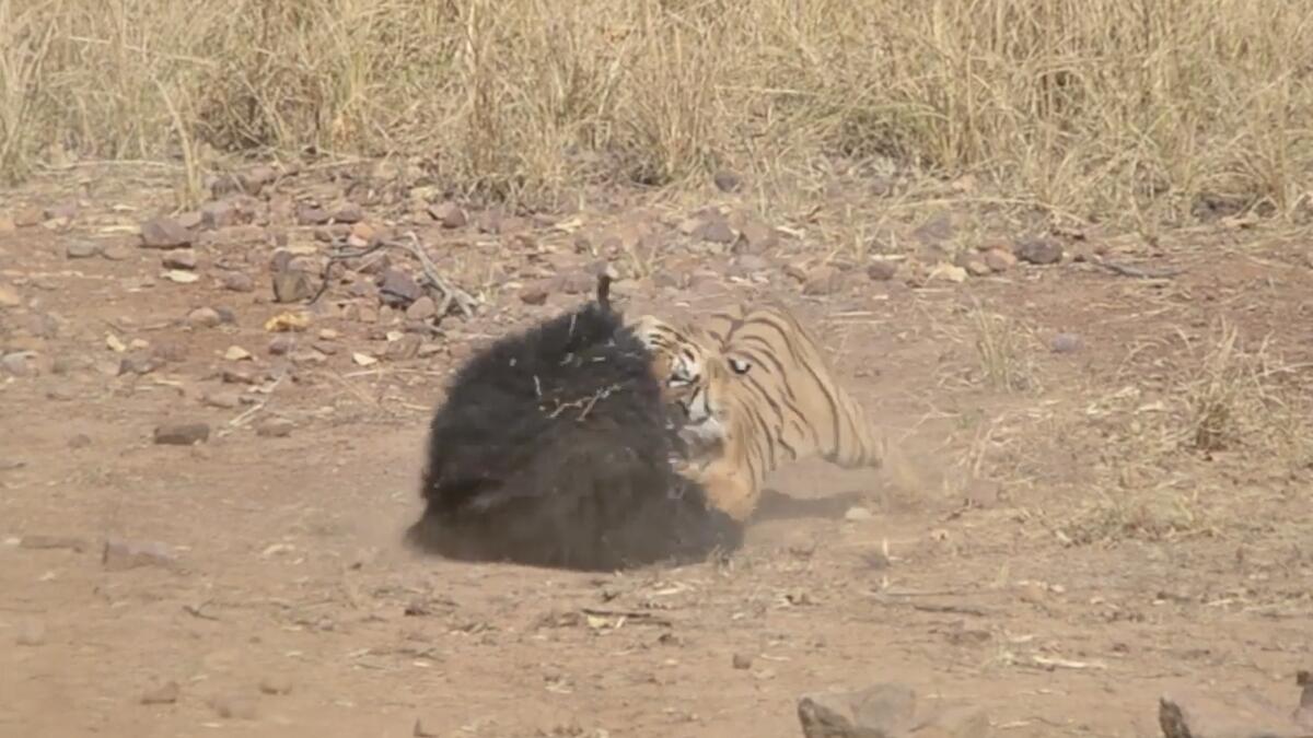 Video: Rumble in the jungle as mother bear fights off Indian tiger