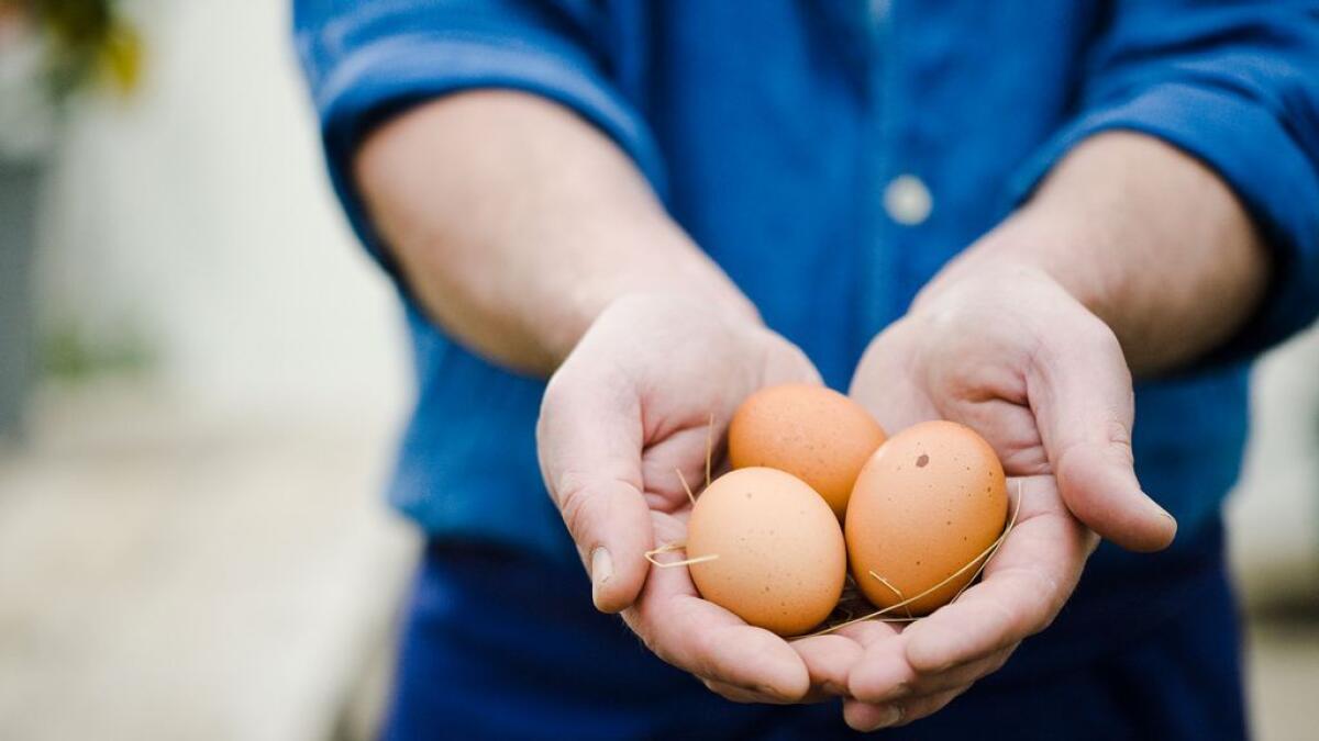 After Brazil, UAE bans eggs from these two places