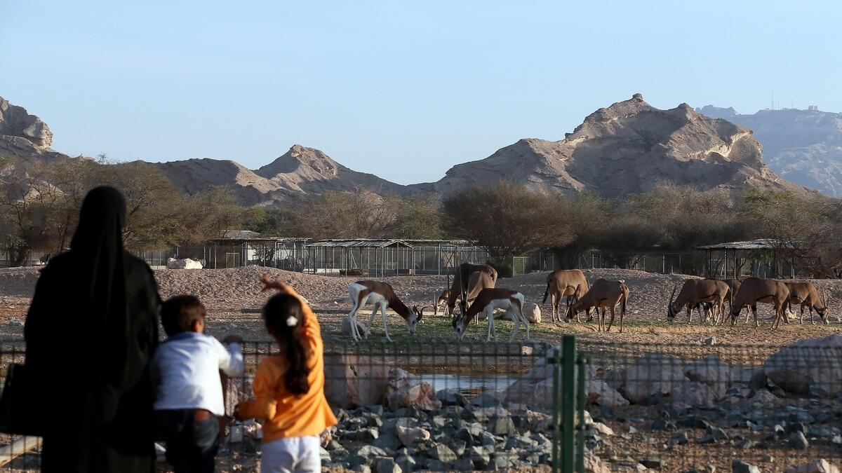 The zoo was established in 1968 by late Sheikh Zayed bin Sultan al Nahyan.- AFP file photo