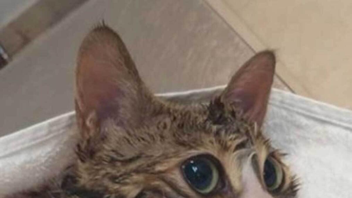 Pet cat dies after being left in locked car in UAE