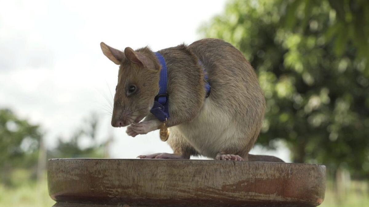 rat, pdsa, award, animal bravery, sniffing, landmines, cambodia