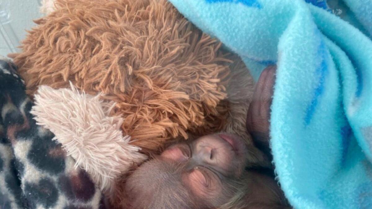 A male infant Sumatran orangutan born to Menari at the zoo in New Orleans. — AFP