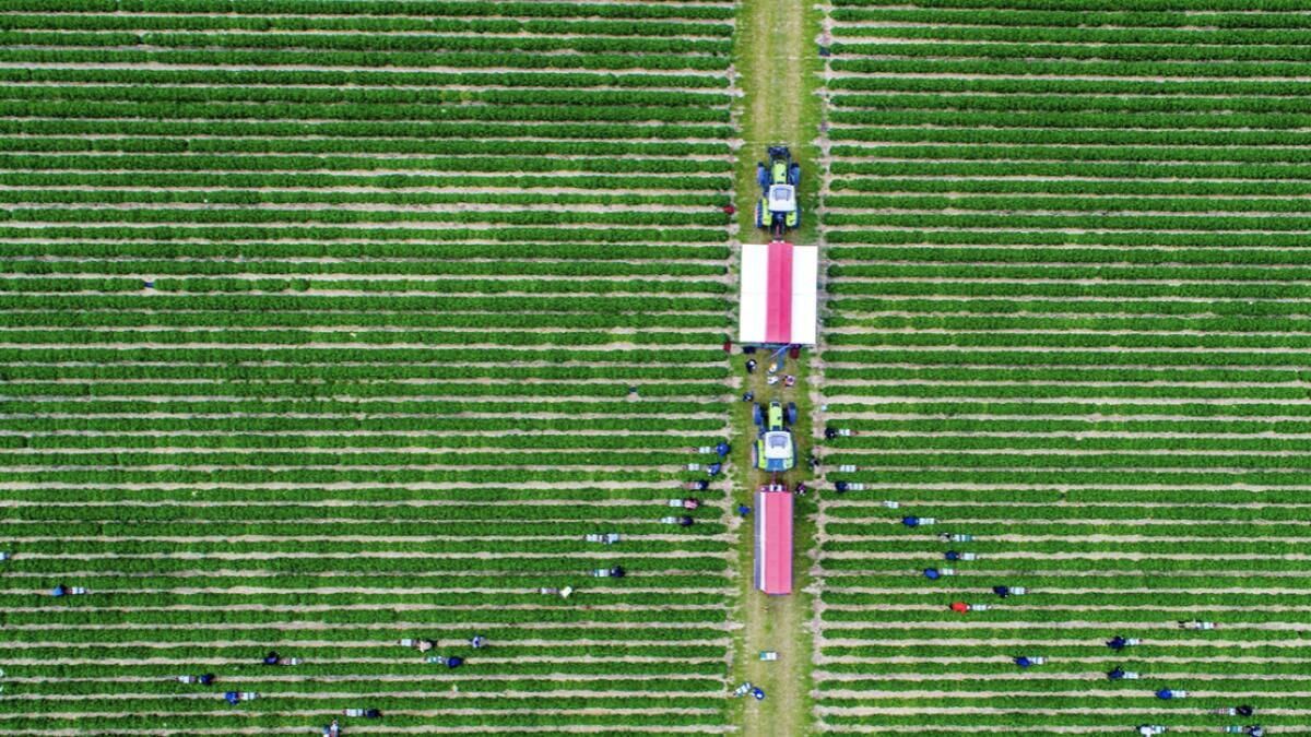 Harvest workers from Poland and Ukraine pick strawberries in a field of the Erdbeerhof Glantz near the Baltic Sea in Hohen Wieschendorf, Germany. The strawberry season in Mecklenburg-Vorpommern is coming to an end. Photo: AP