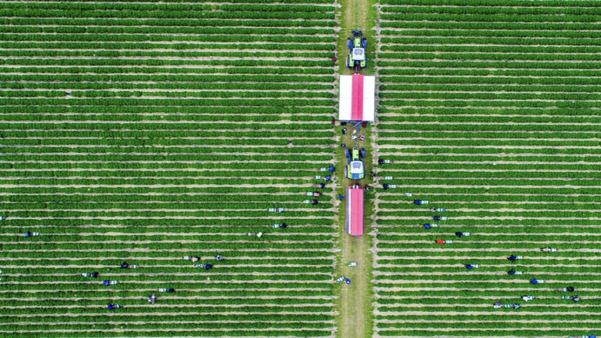 Harvest workers from Poland and Ukraine pick strawberries in a field of the Erdbeerhof Glantz near the Baltic Sea in Hohen Wieschendorf, Germany. The strawberry season in Mecklenburg-Vorpommern is coming to an end. Photo: AP