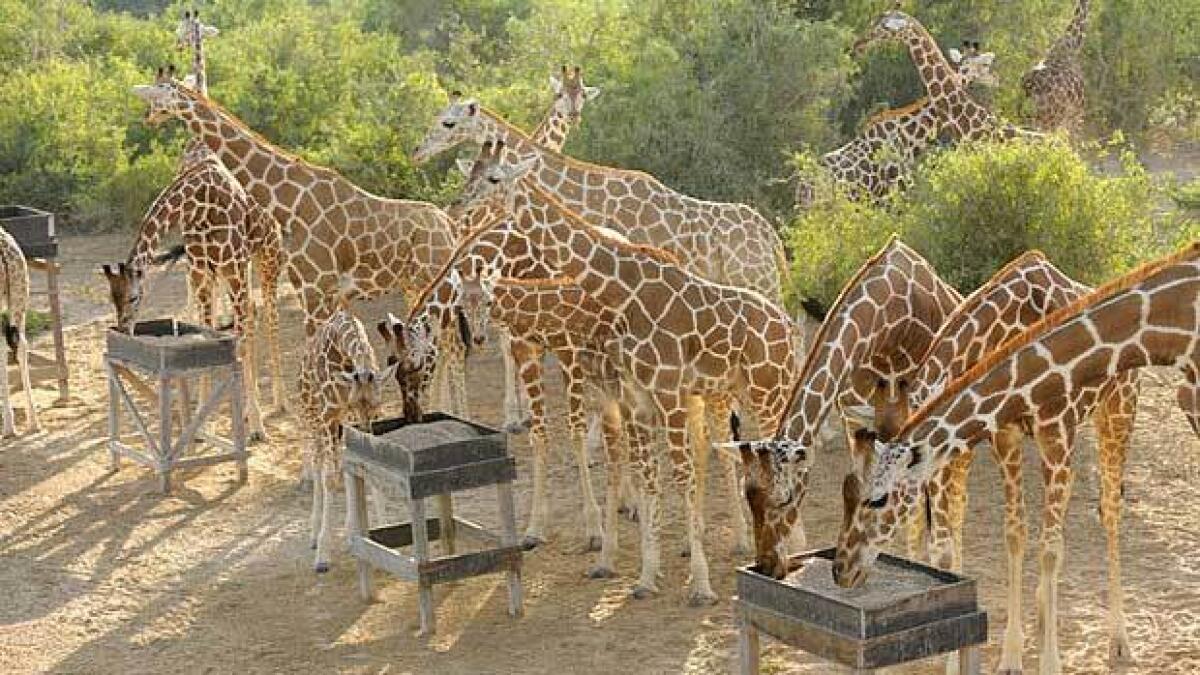 Adults & young giraffe (Giraffa camelopardalis) at feeding station on Sir Bani Yas Island, UAE