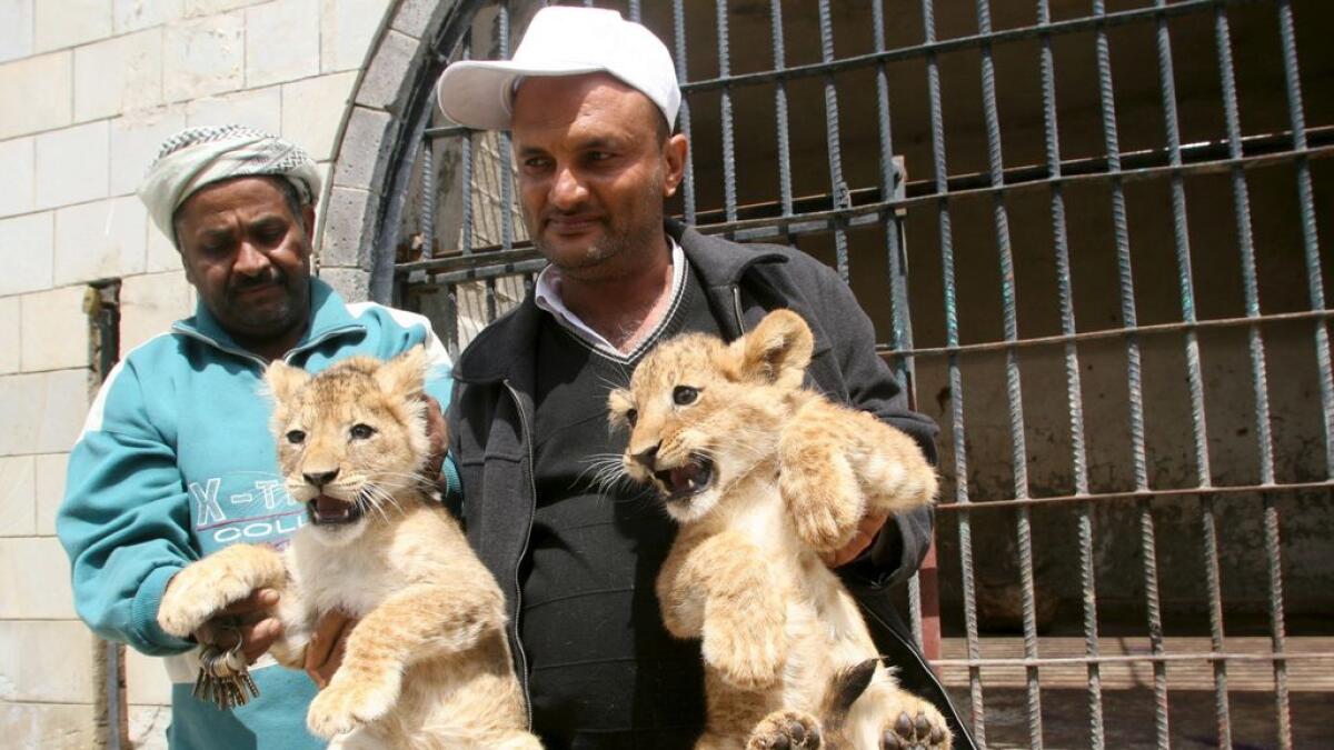 Zoo animals starve in Yemen city shattered by war