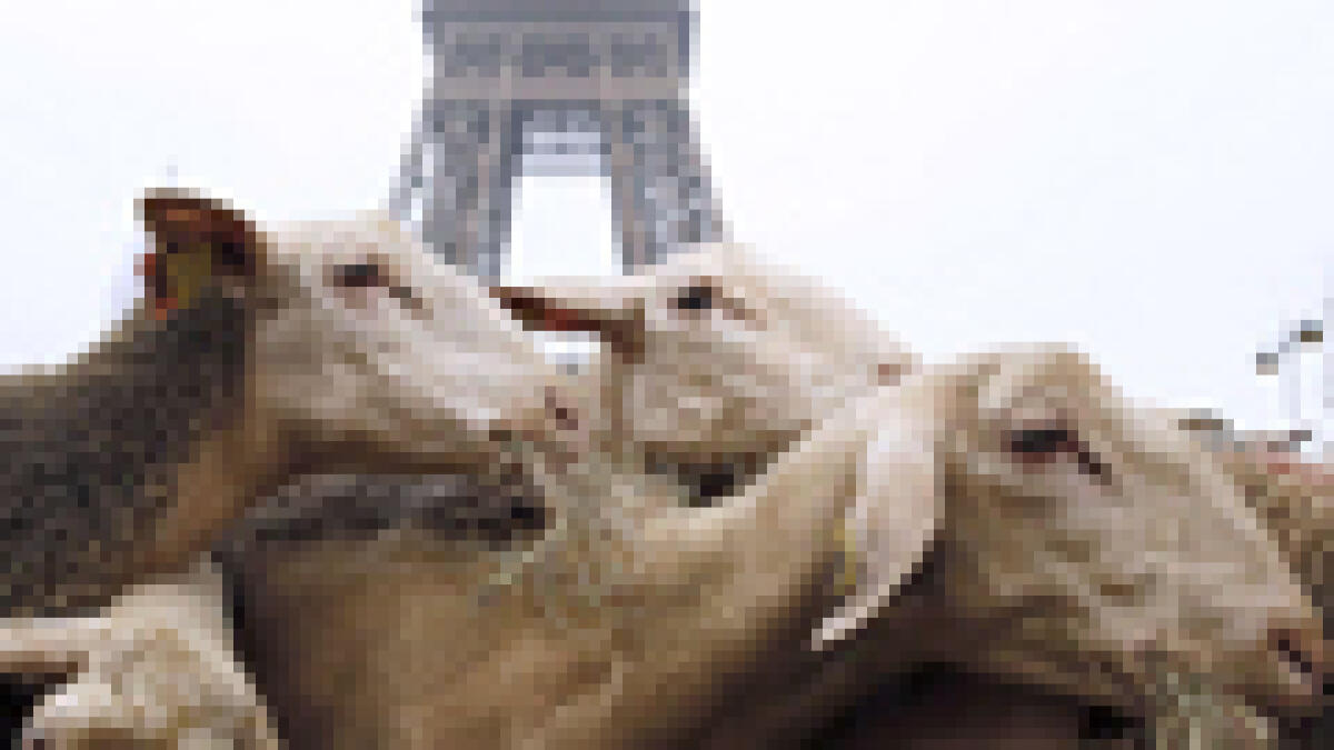 Sheep flock to Eiffel Tower as French farmers cry wolf