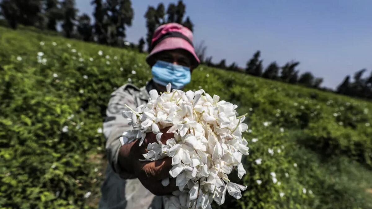 Collecting jasmines is a tough job, but a hard-working picker can harvest as much as five kg of petals a day.