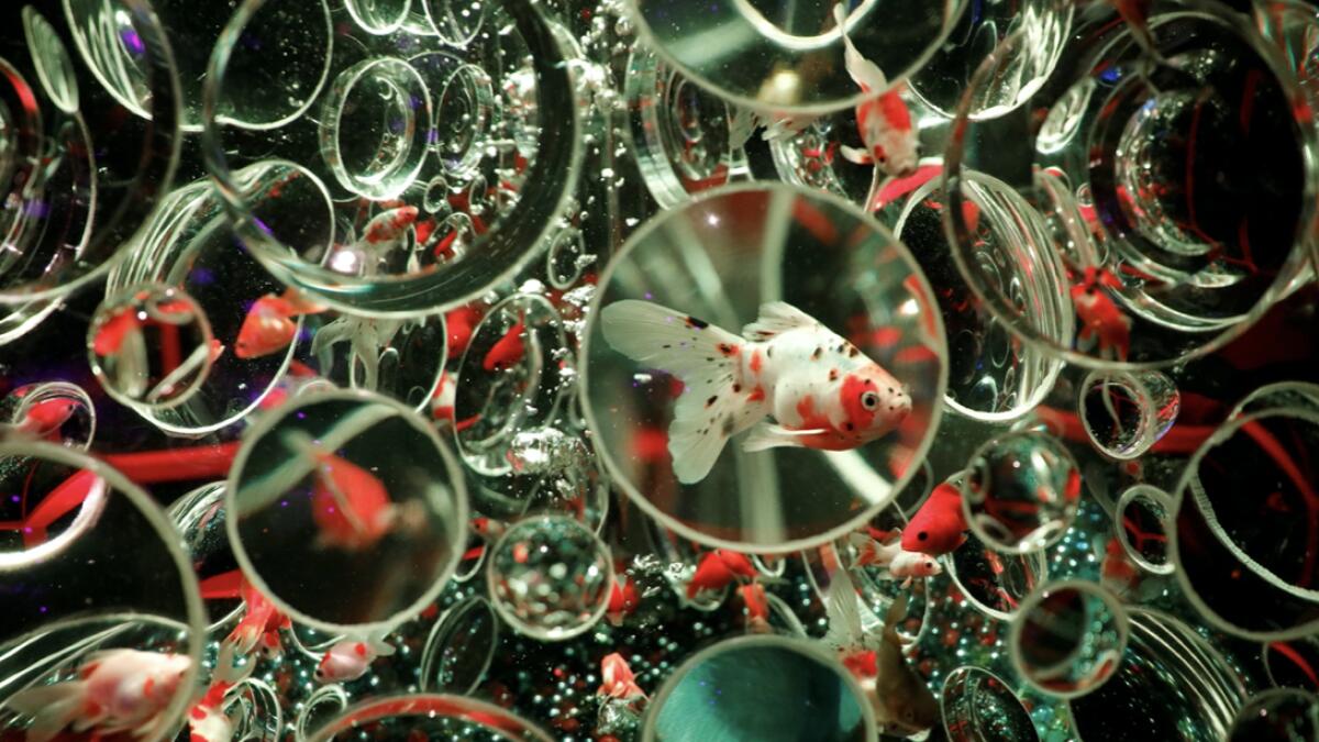 Goldfishes are seen inside a water tank equipped with lenses on the surface in an artwork titled ‘Reflecterium’ at the Art Aquarium Museum 2020 exhibition, produced by the Japanese Art Aquarium artist Hidetomo Kimura, in Tokyo, Japan. Photo: Reuters