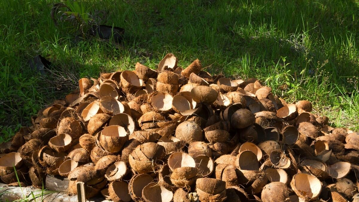 Indians stunned as Amazon sells coconut shells for Rs3,000