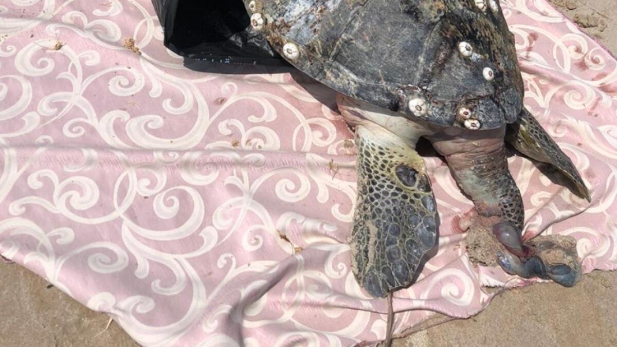 turtle, UAE beach, Shaam beach