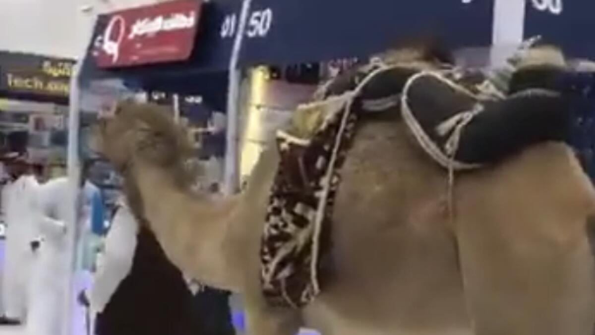 Video: Saudi goes SIM shopping with camel in mall