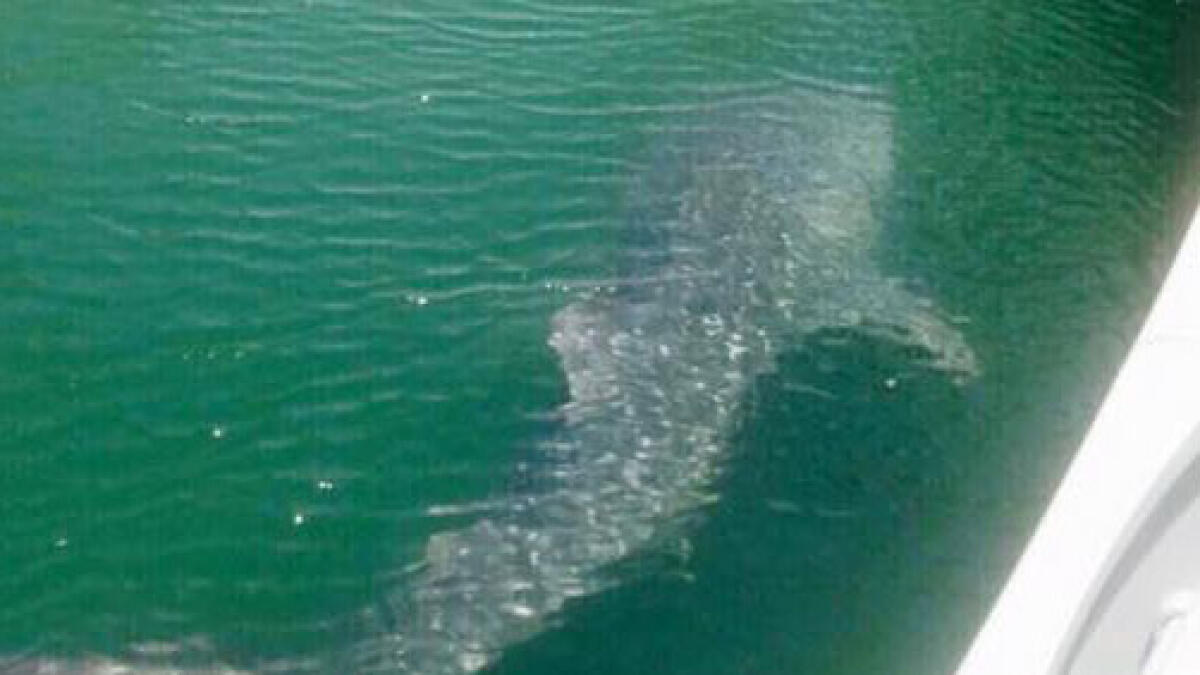 The whale shark spotted in Dubai Marina.