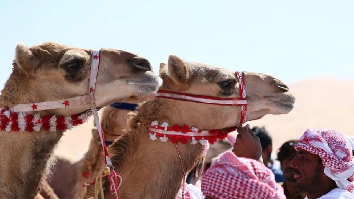 Camel disqualified from Saudi beauty contest for using Botox 