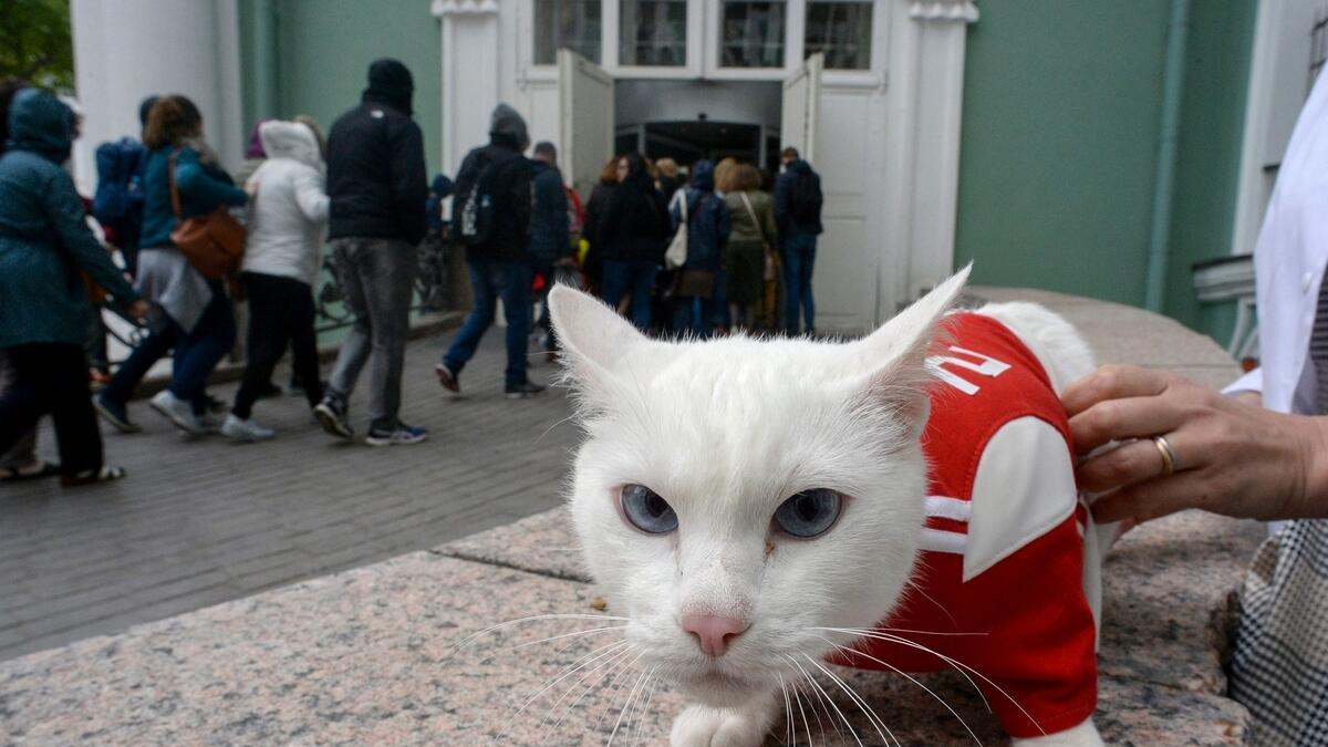 Its official: A deaf cat is World Cup soothsayer