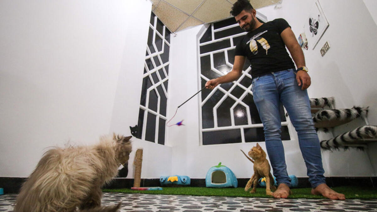 Far from the war zone, Basras cats lap it up in their own hotel