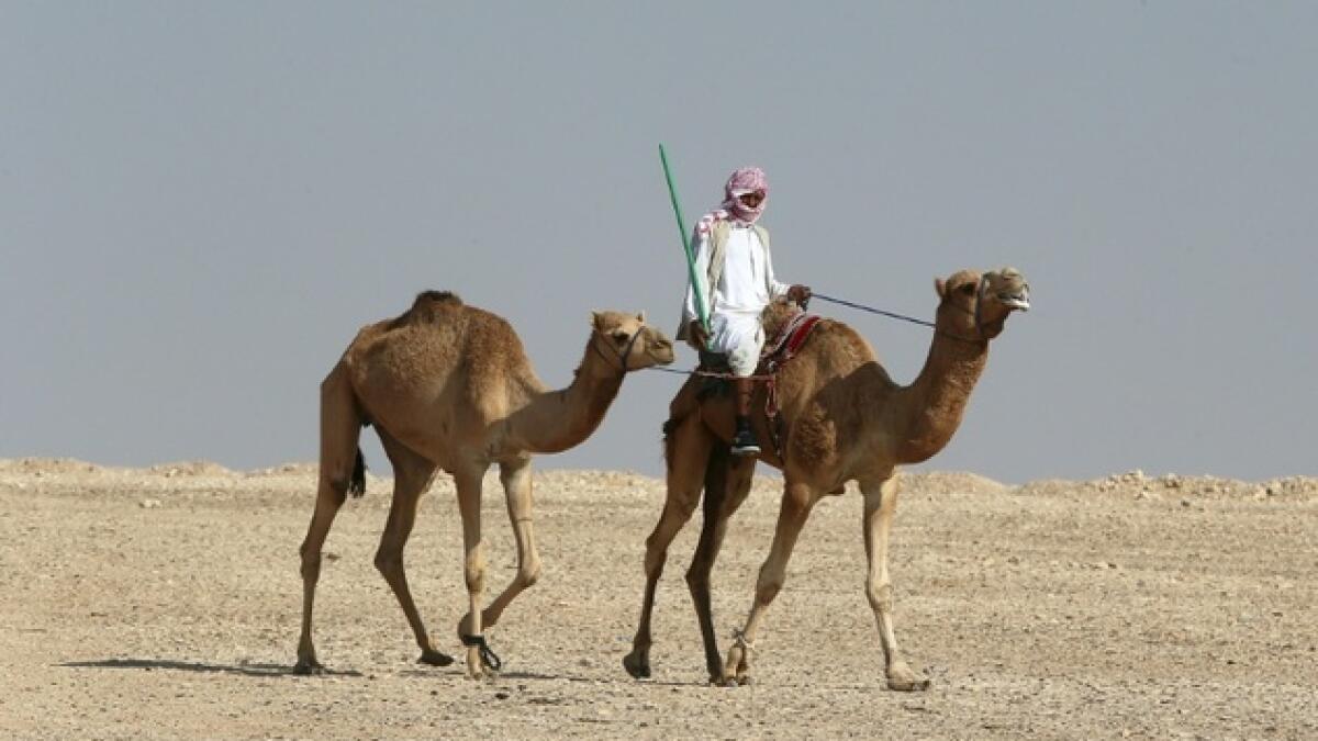 Qatar breeds prized racing camels for success, glory