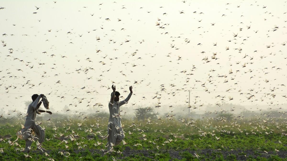 Pakistan, locust, crops