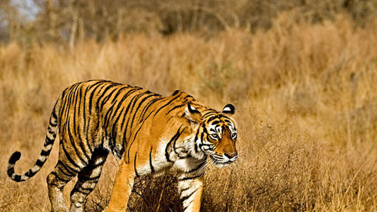 Kaziranga protects tiger corridors, boosts big cats count 