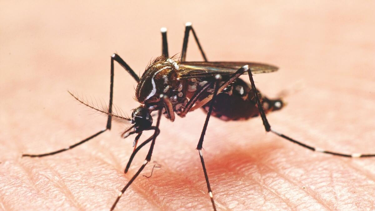 Healthcare providers asked to look out for dengue symptoms