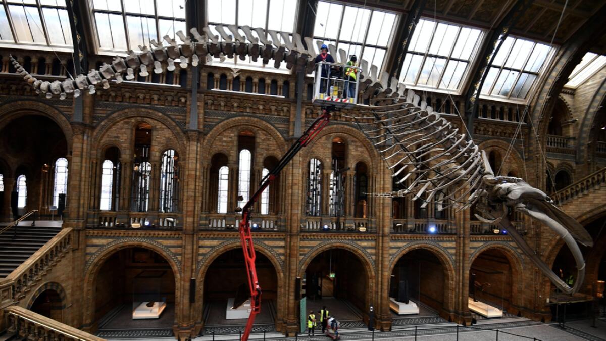 The conservation team at the Natural History Museum clean Hope, a blue whale skeleton during preparations to reopen, after the outbreak of the coronavirus disease (Covid-19) caused its closure, in London, Britain. Photo: Reuters