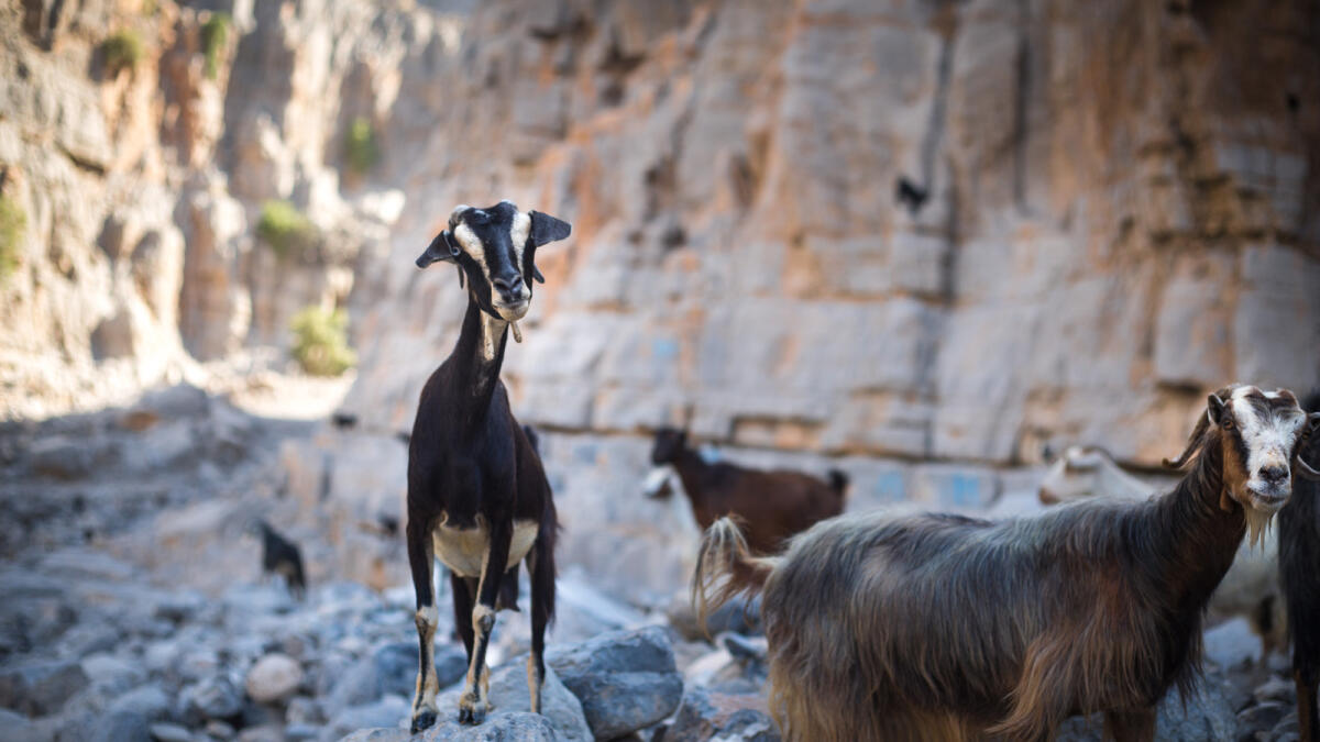 During the summer months  only goats remain in Kumzar.