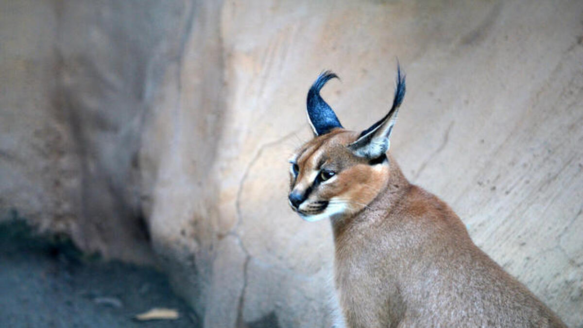 Arabian Caracal spotted in Abu Dhabi for first time in 35 years