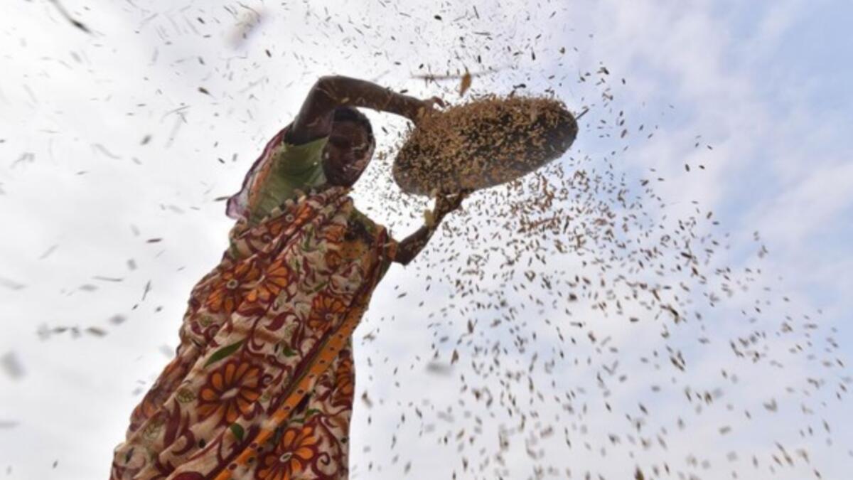 India emerges as leading seed hub in Asia