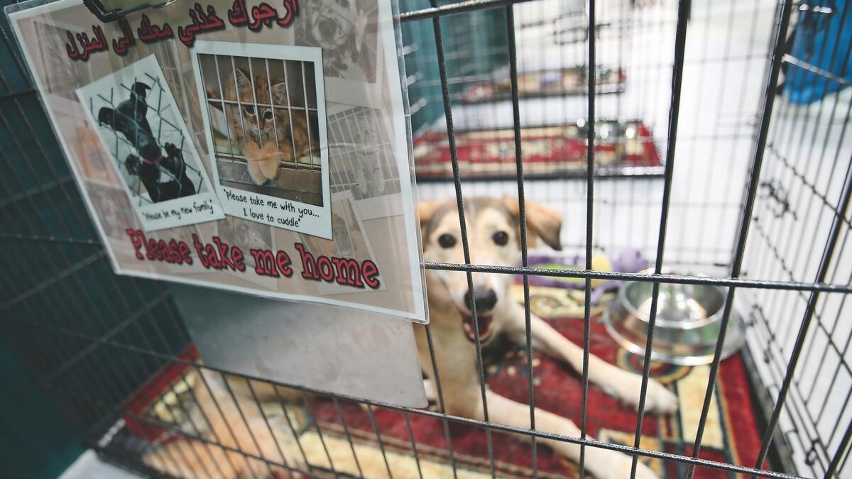 Abu Dhabi shelter helps 600 pets find homes every year