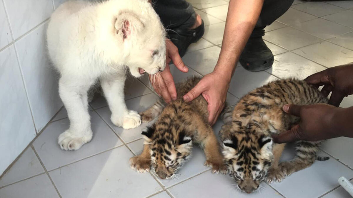 white lion, tiger cubs, sharjah, rescue, epaa, sharjah police, uae police, raid, sold online