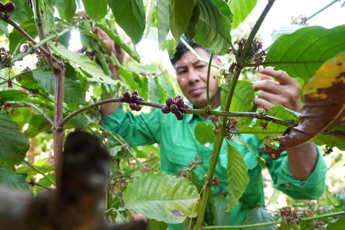 Farmer Le Van Tam tends coffee plants at a coffee farm in Dak Lak province, Vietnam on February 1, 2024. — AP